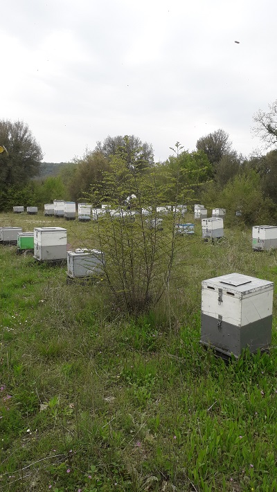 ΜΕΛΙ ΠΕΥΚΟΥ