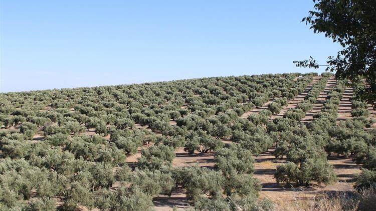 Βιολογικο εξτρά παρθένο ελαιόλαδο