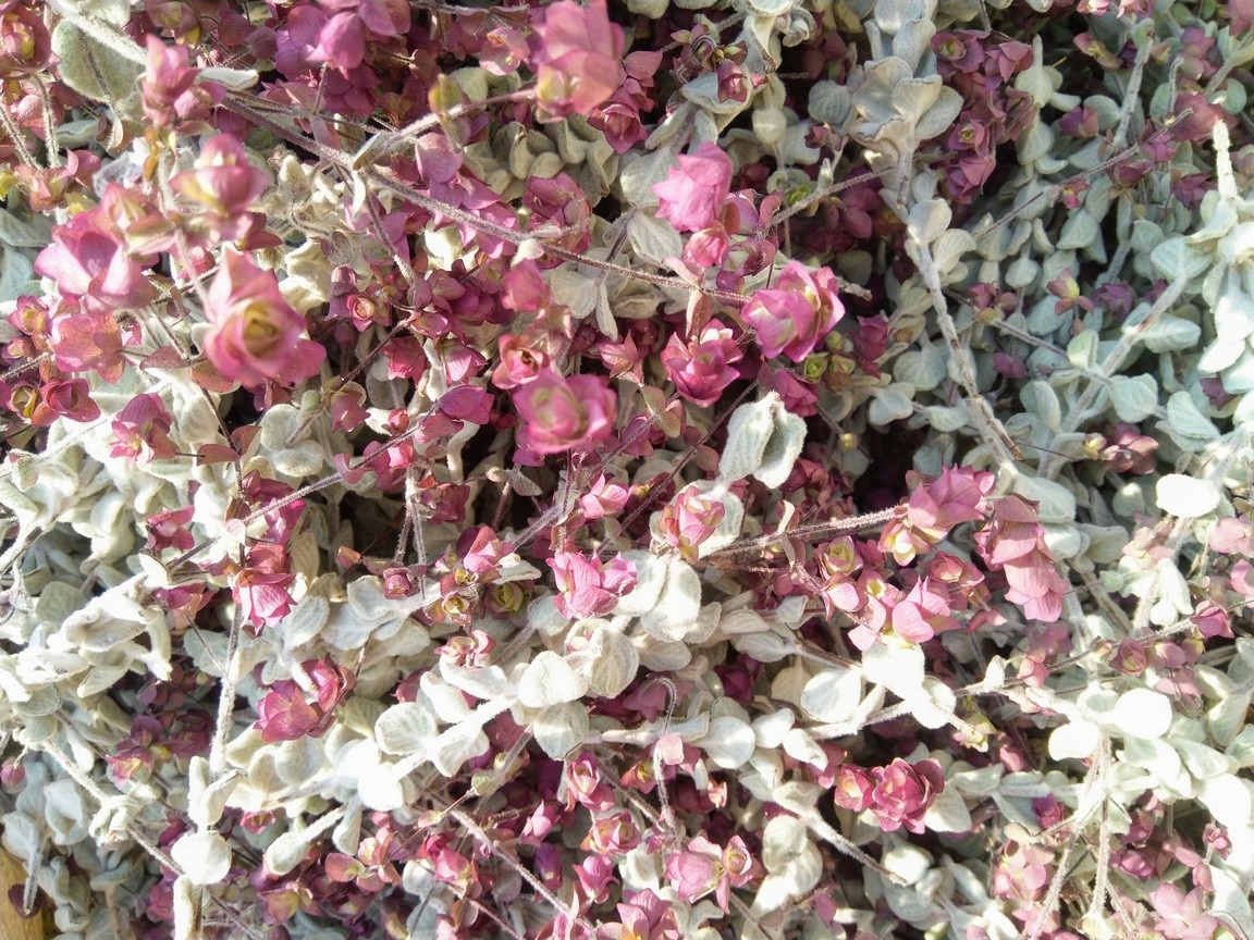 Δίκταμος Κρήτης