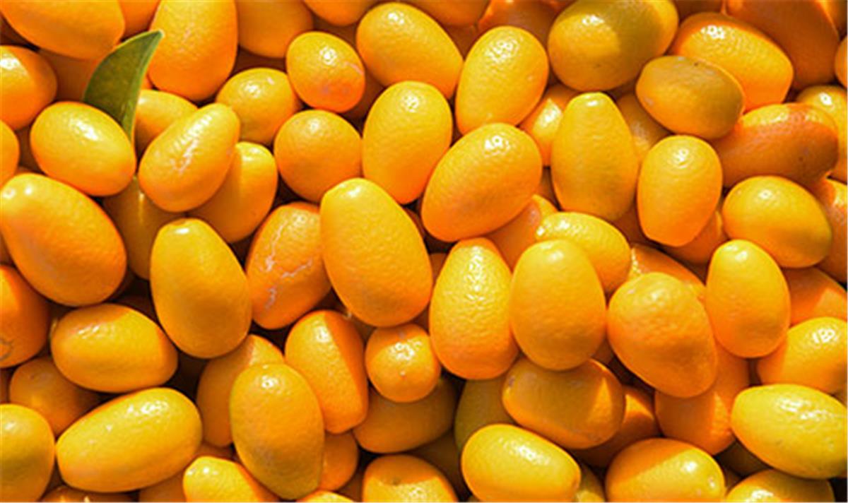 Kumquat, Fresh Fruit