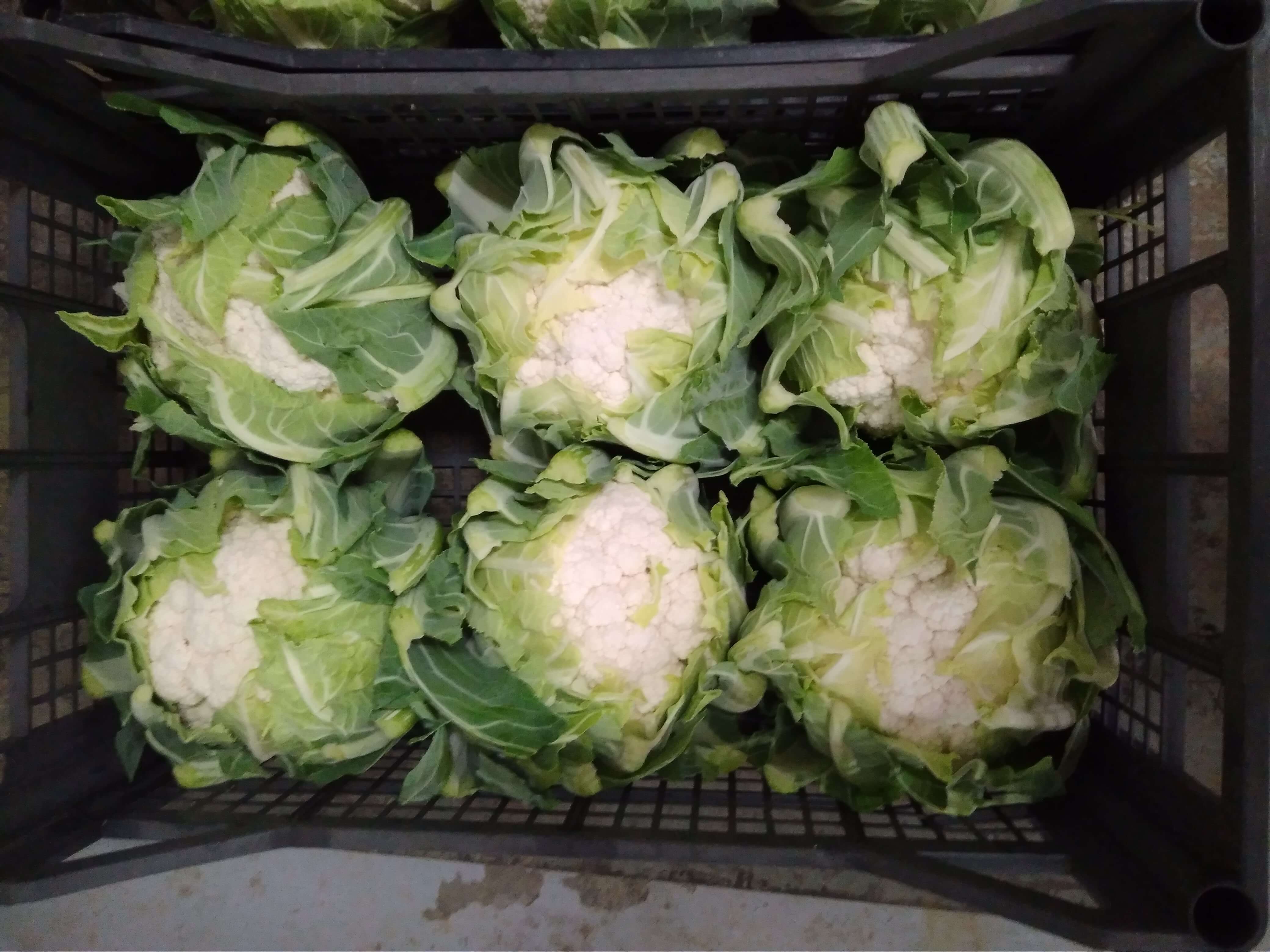 CAULIFLOWER CAULIFLOWER
