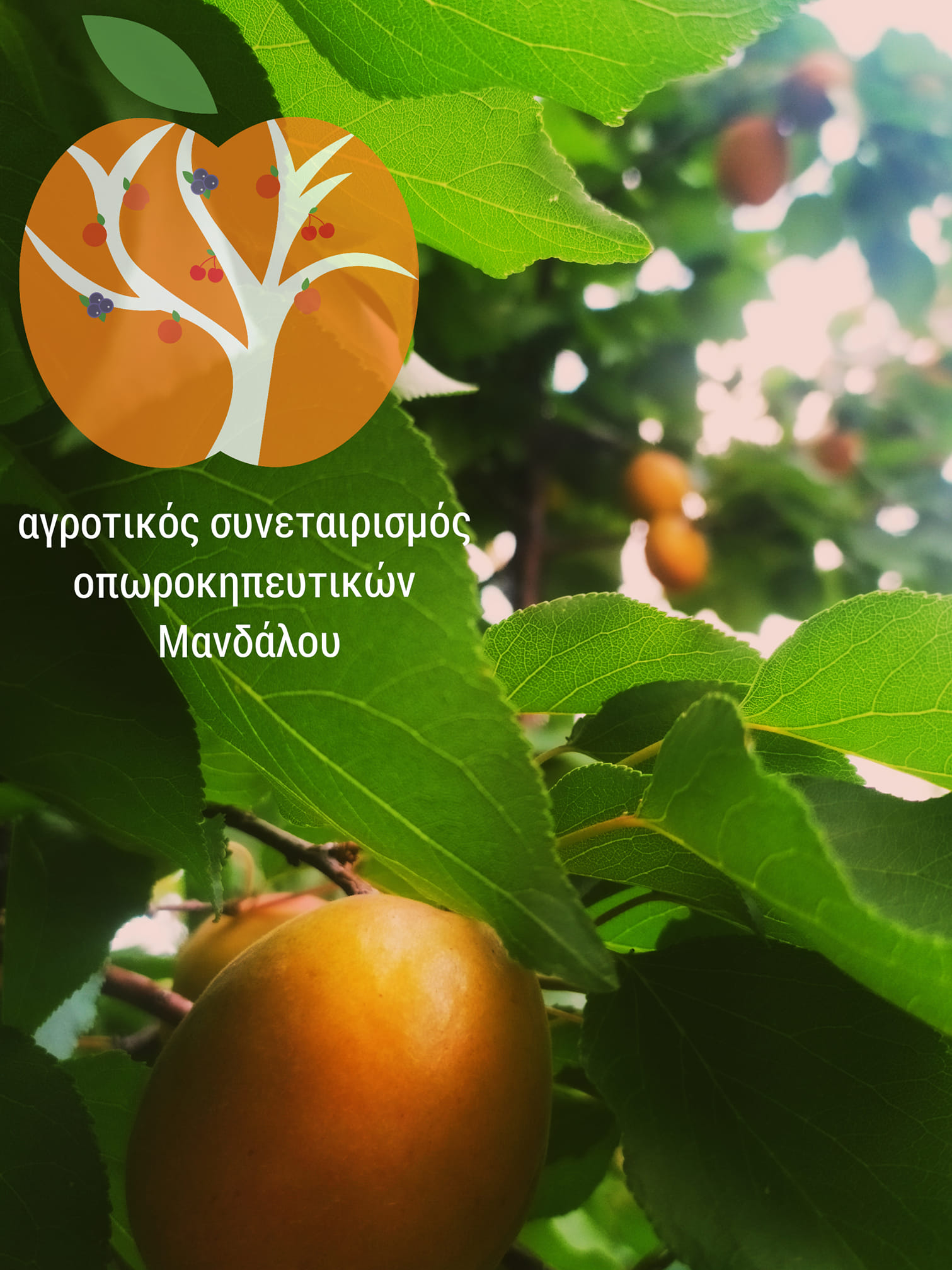 APRICOTS APRICOTS