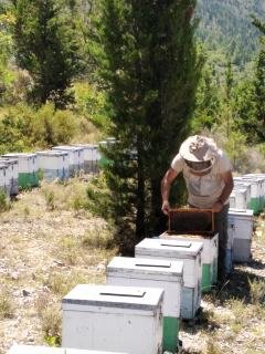 ΜΕΛΙ ΘΥΜΑΡΙΣΙΟ