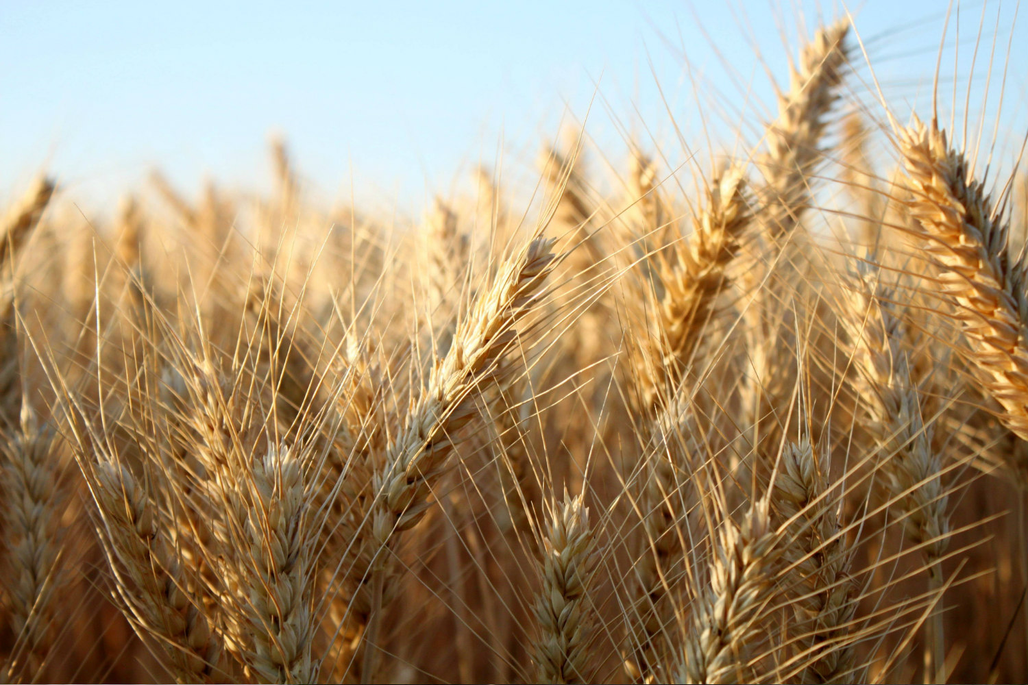 Cereals/Fodder Cereals "Farsalon Gi"