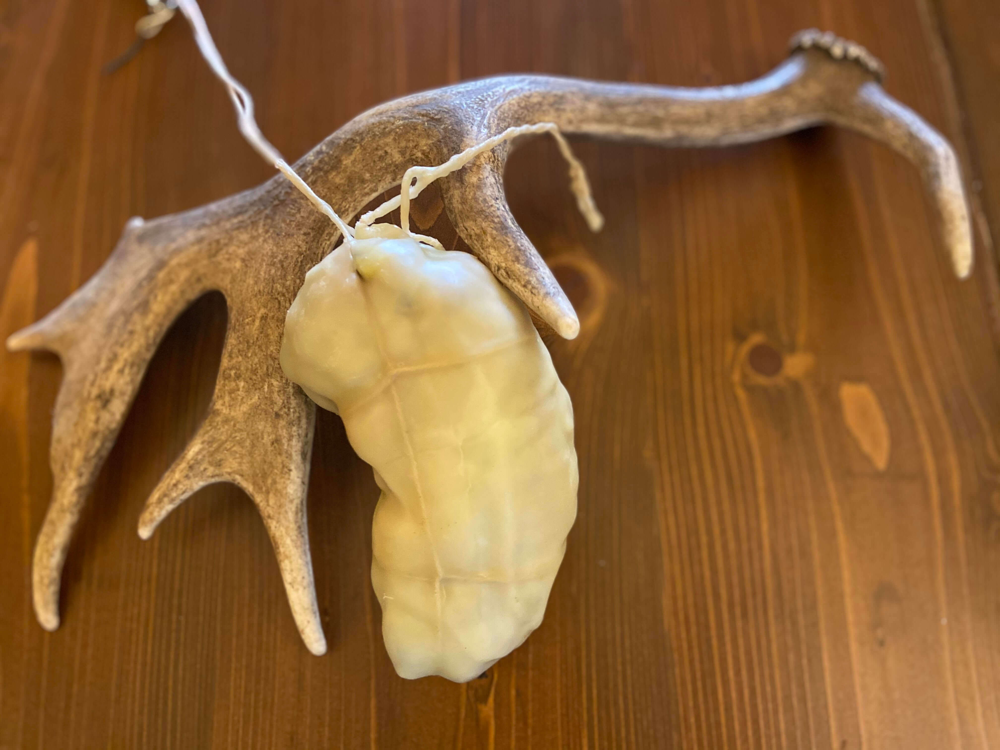 BOURAZANI ΕΛΑΦΙ (ΠΛΑΤΩΝΙ) ΤΥΠΟΥ PROSCIUTTO