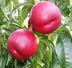 NECTARINES
