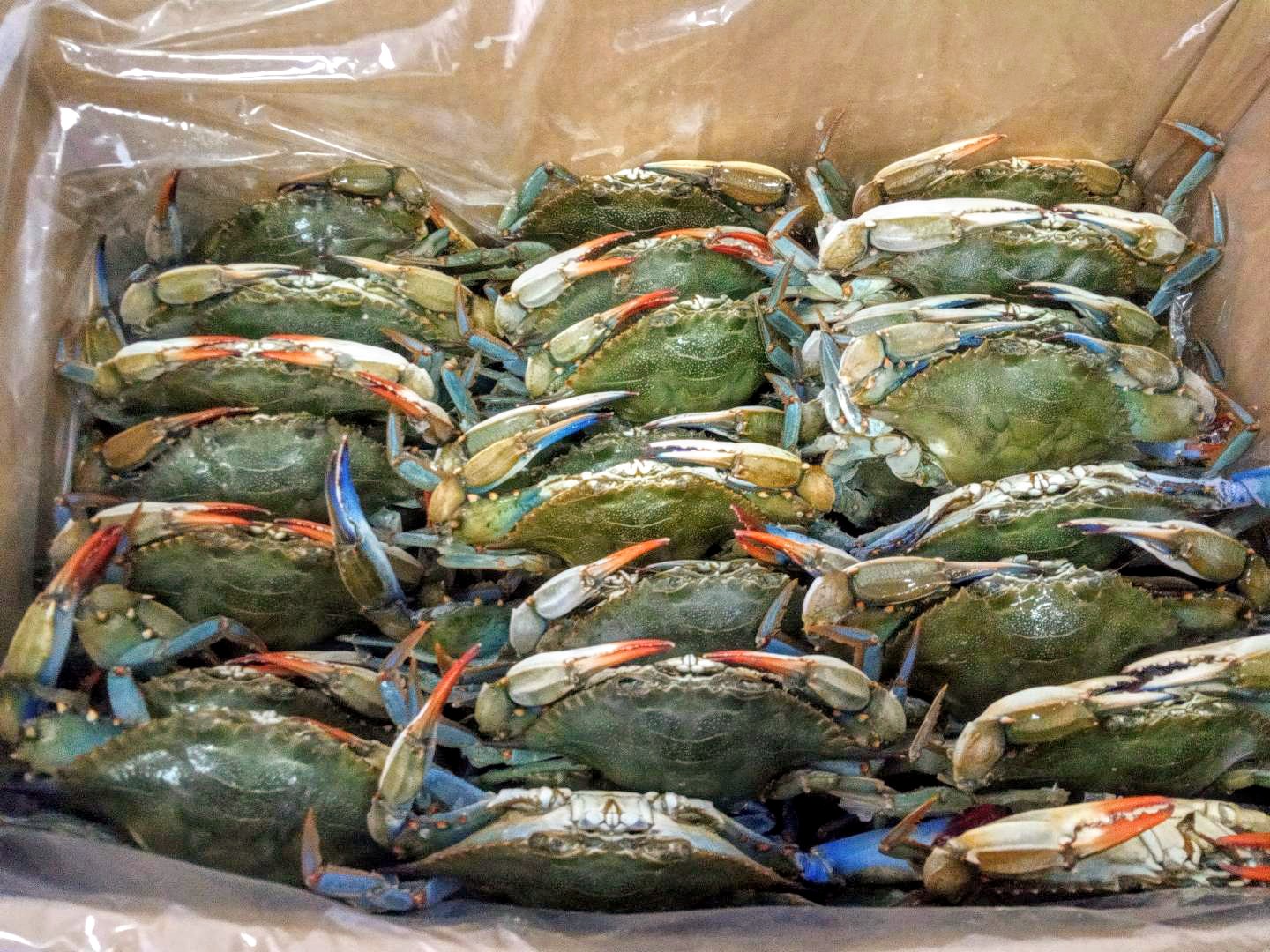 Μπλε καβούρι καθαρισμένο σε κεσεδάκι