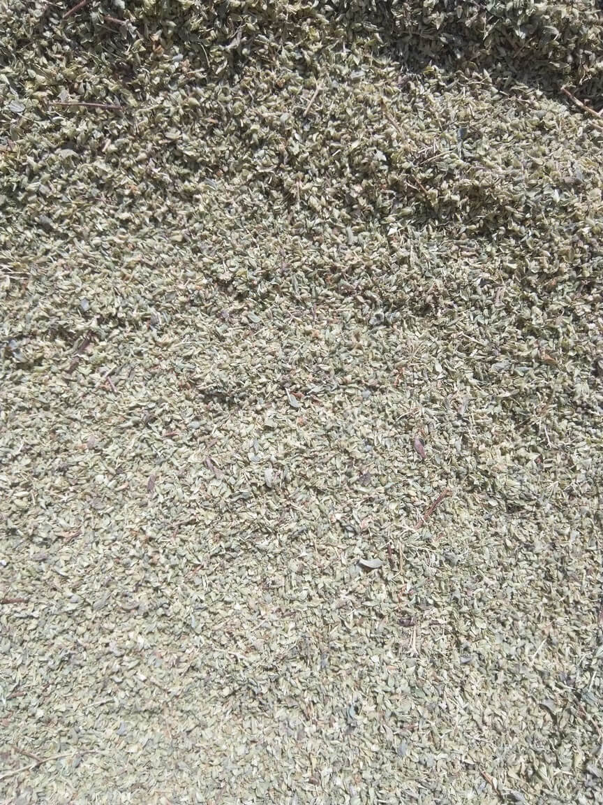 Ρίγανη Κρήτης