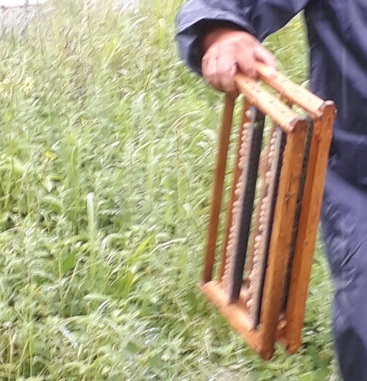 ΒΑΣΙΛΙΚΟΣ ΠΟΛΤΟΣ