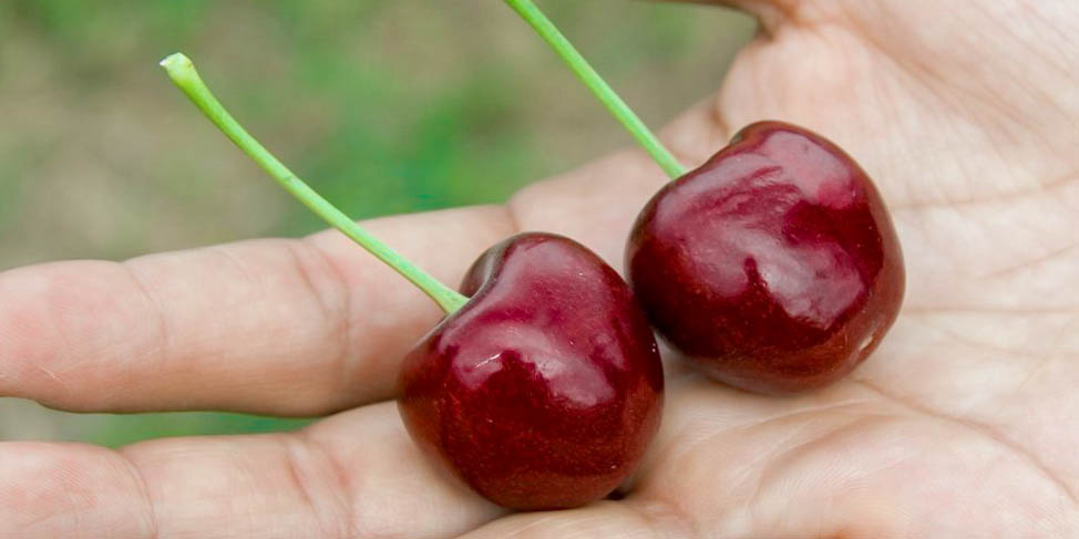 Cherries | LAPINS
