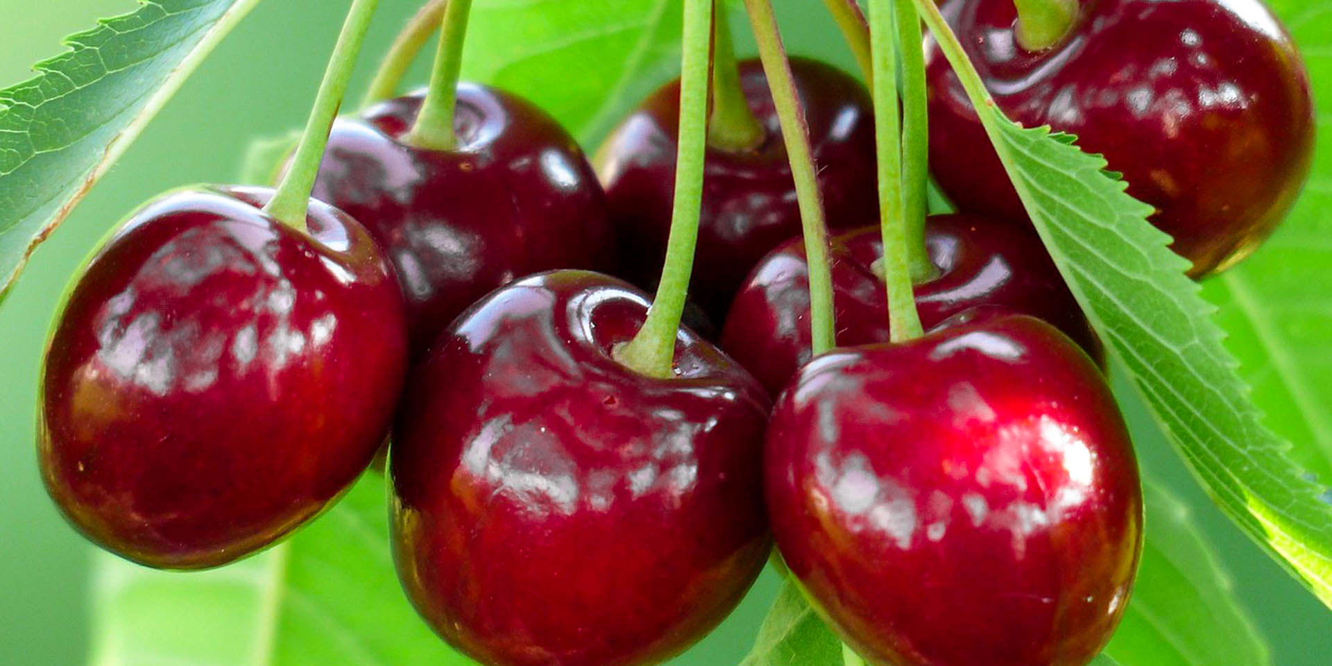 Cherries | LARIAN Cherries | LARIAN