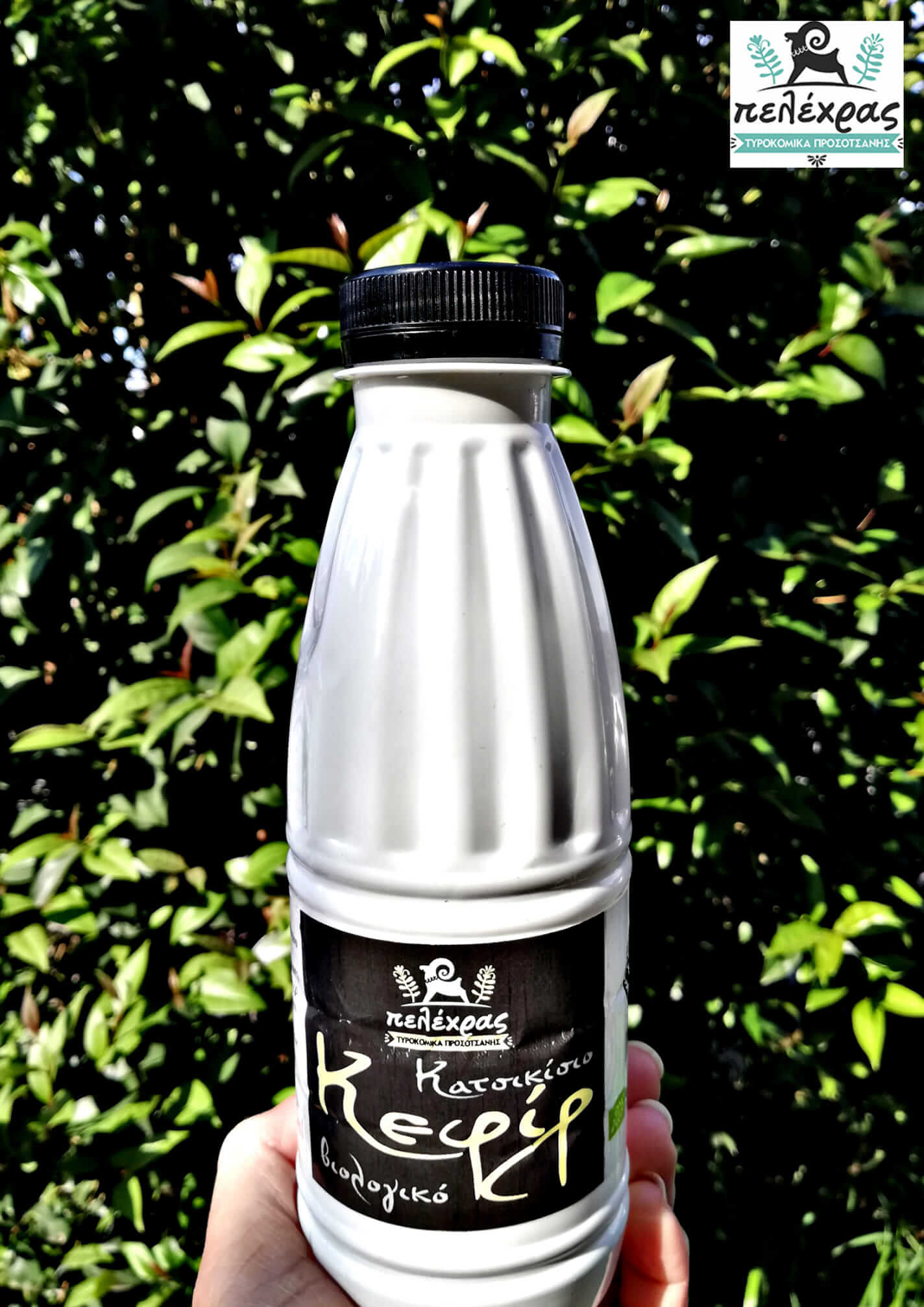 ΚΕΦΙΡ ΠΕΛΕΧΡΑΣ