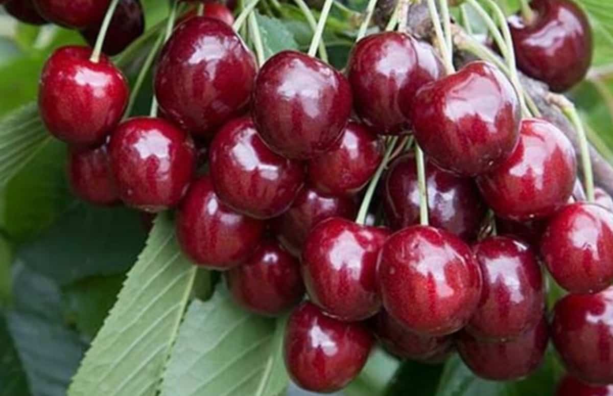 Κεράσια | GERMERSDORFER