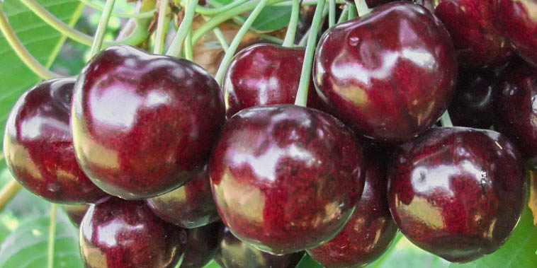 Cherries | REGINA Cherries | REGINA