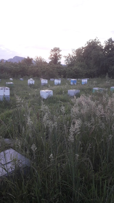 ΜΕΛΙ ΚΙΣΣΟΣ