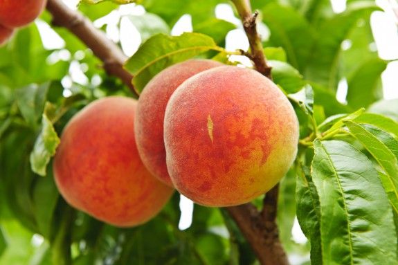 PEACHES PEACHES
