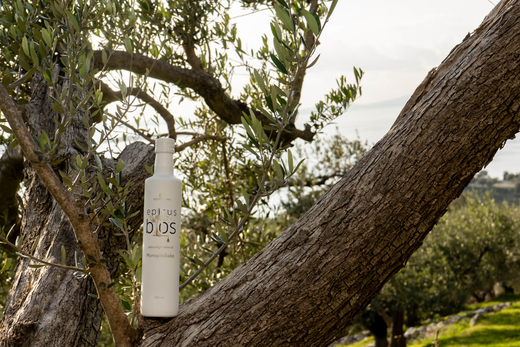 Premium Extra Virgin Olive Oil 500 ml Premium Extra Virgin Olive Oil 500 ml