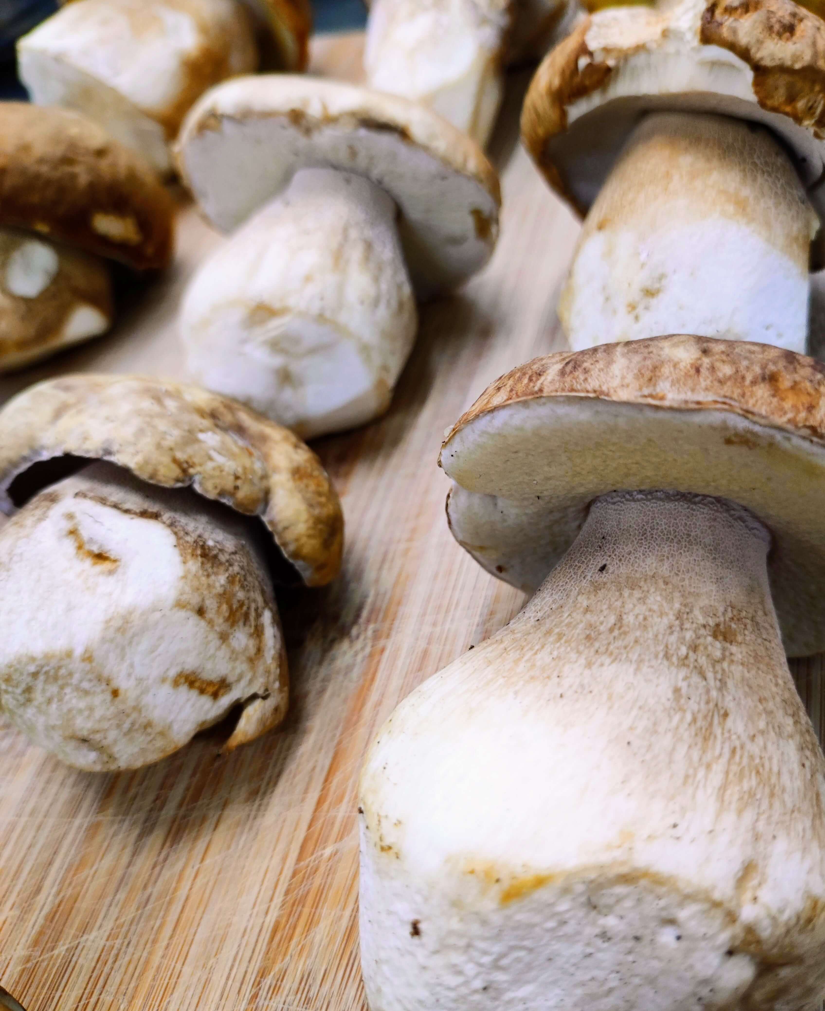 porcini