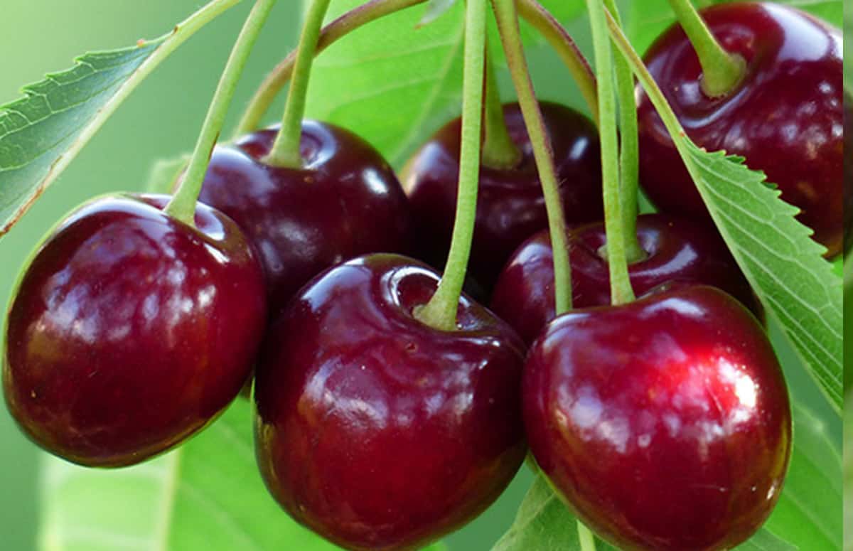 Cherries | VERONA Cherries | VERONA