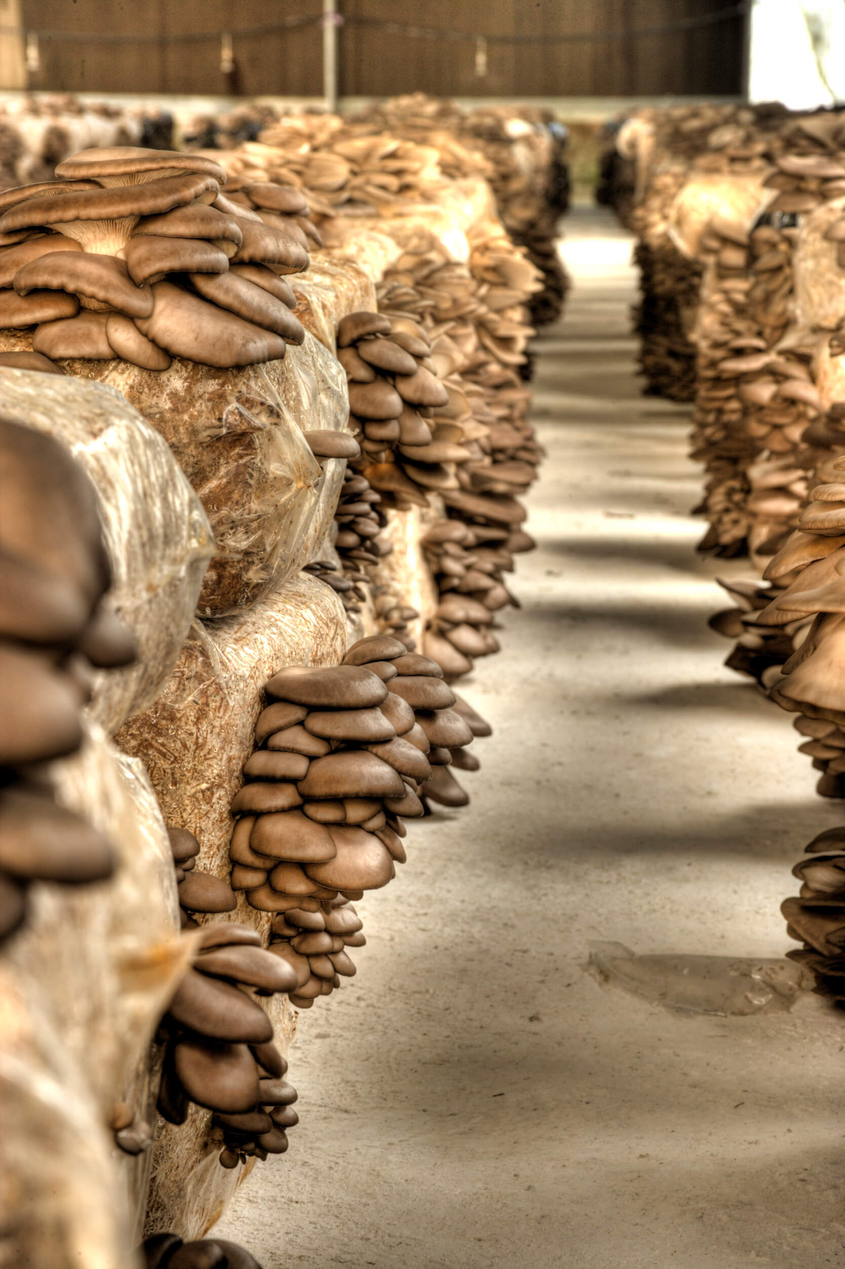 Fresh cultivated mushrooms