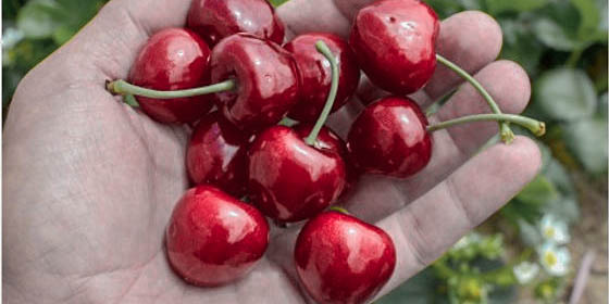 Cherries | SAMPA