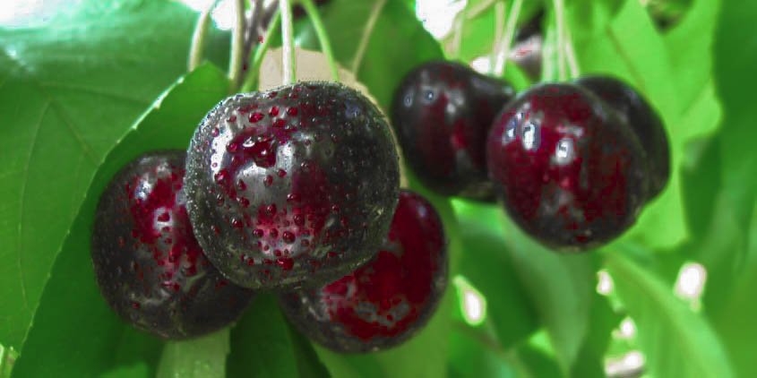 Cherries | CRISTALINA Cherries | CRISTALINA