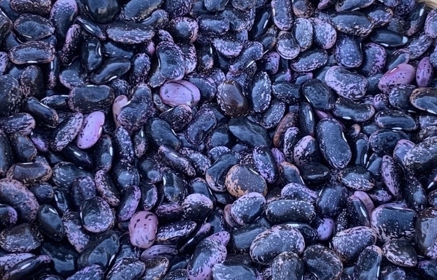 Black Beans Giant