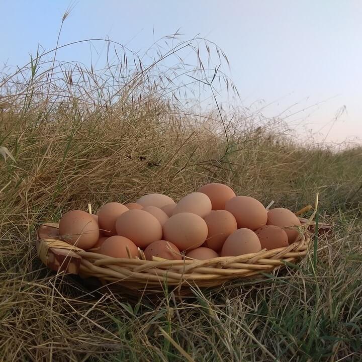 ΑΥΓΑ ΕΛΕΥΘΕΡΑΣ ΒΟΣΚΗΣ