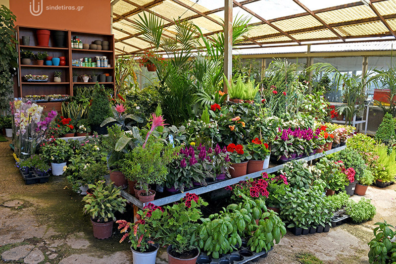 AROMATIC PLANTS & HERBS, ΝΙKOLAS