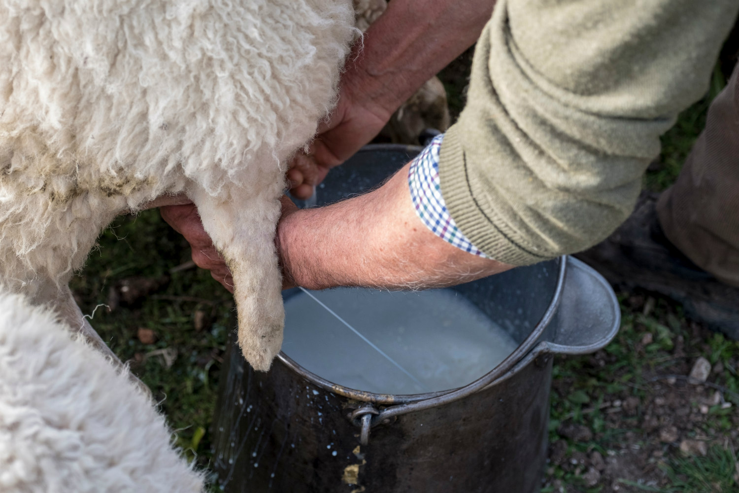 SHEEP AND GOAT MILK FROM ERESOS P.O.