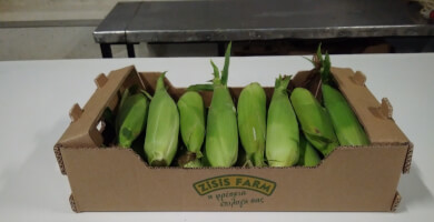 FRESH SWEET CORN  COB
