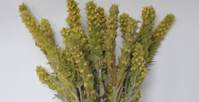 GREEK MOUNTAIN TEA SIDERITIS SCARDICA Photo 