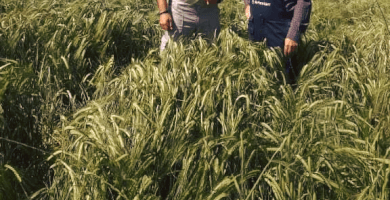 GROUP OF CEREAL PRODUCERS THESGI Photo 3 GROUP OF CEREAL PRODUCERS THESGI Photo 3