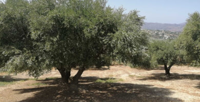 ΠΕΡΑΤΣΑΚΗΣ ΚΩΝΣΤΑΝΤΙΝΟΣ Φωτογραφία 4