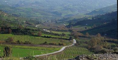 IDAIA WINERY Photo 1