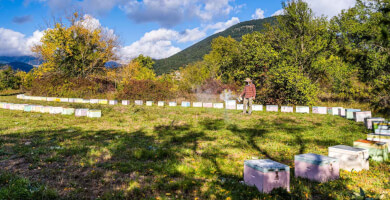 ΟΡΕΙΝΟ PURE GREEK HONEY Φωτογραφία 2