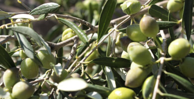 Εξαιρετικό Παρθένο Ελαιόλαδο "Κλειώ", Κουτσουρελιάς - Πατρινής, 750ml Φωτογραφία 