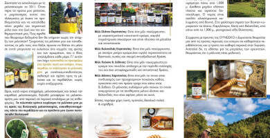 ΟΡΕΙΝΟ PURE GREEK HONEY Φωτογραφία 4