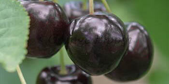 Cherries | KORDIA