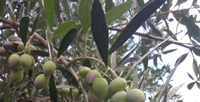 Private label extra virgin olive oil Φωτογραφία 