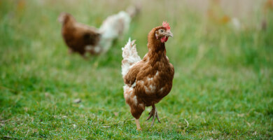 TASIOULAS FREE RANGE EGGS Photo 4