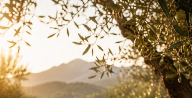 Oliva Essence From the Mountains Organic Photo 