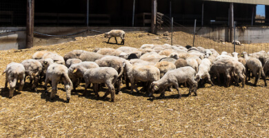 ΑΡΒΑΝΙΤΗΣ ΑΕ Φωτογραφία 2