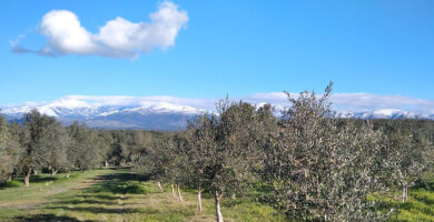 OLON OLA Φωτογραφία 3