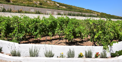 ΗΣΥΧΟΙ ΑΜΠΕΛΩΝΕΣ Φωτογραφία 4