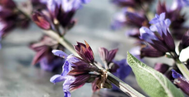 SEVI EXCEPTIONAL BOTANIC Φωτογραφία 1