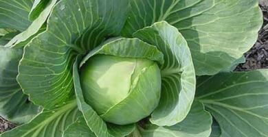 CABBAGE