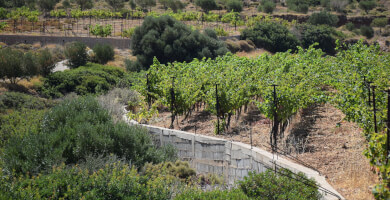 ΗΣΥΧΟΙ ΑΜΠΕΛΩΝΕΣ Φωτογραφία 1