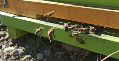 θάλλω Φωτογραφία 3