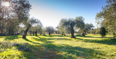 BIO GREEN OLIVE OIL Photo 2